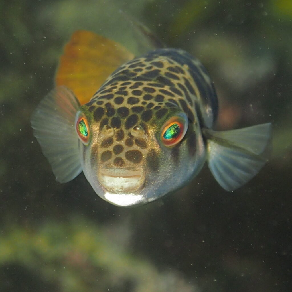 File:Smooth Toadfish-Tetractenos glaber.JPG